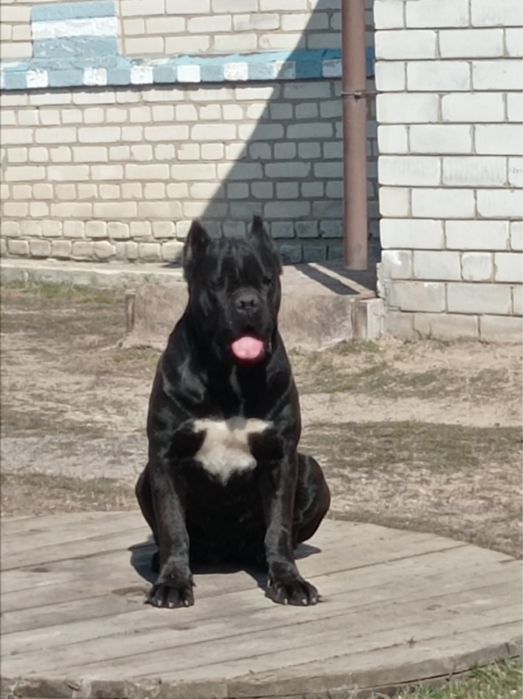 Кане корсо.