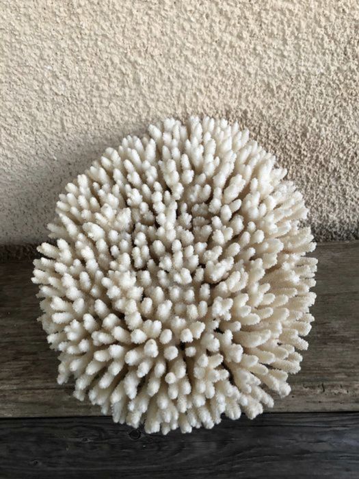 Coral branco - Acropora hyacinthus