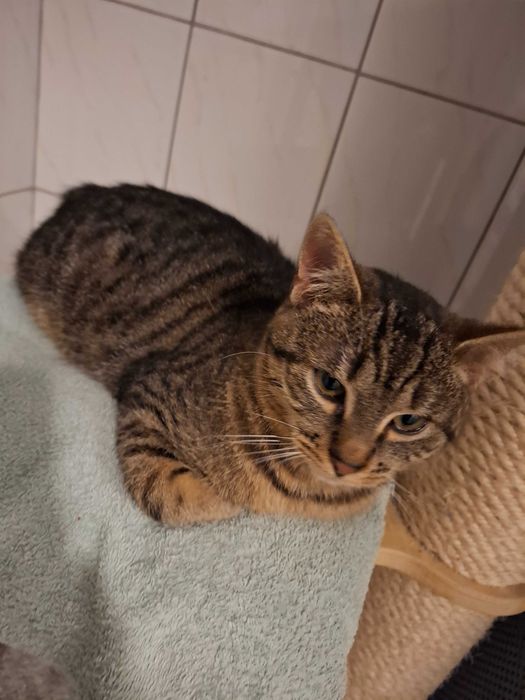 Mały rozrabiaka Kardamon szuka kochającego domu