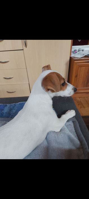 JACK RUSSELL TERRIER z rodowodem - szczeniak urodzony 10.05.2026