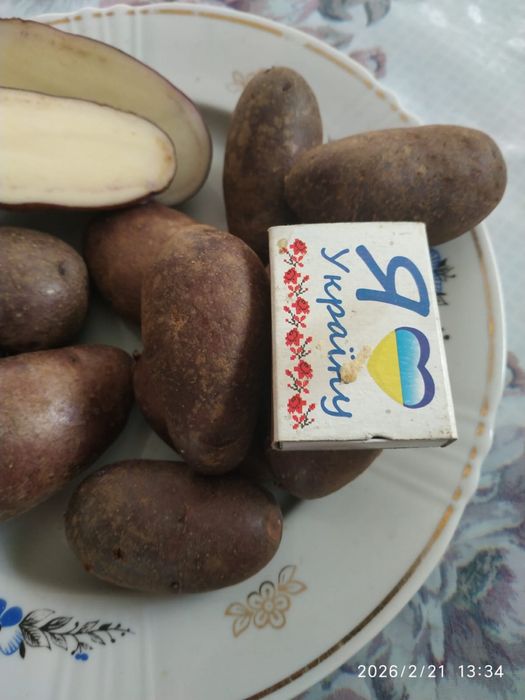 Картопля Циганка ,на посадку, насіннева, домашній сорт, синя, посадк