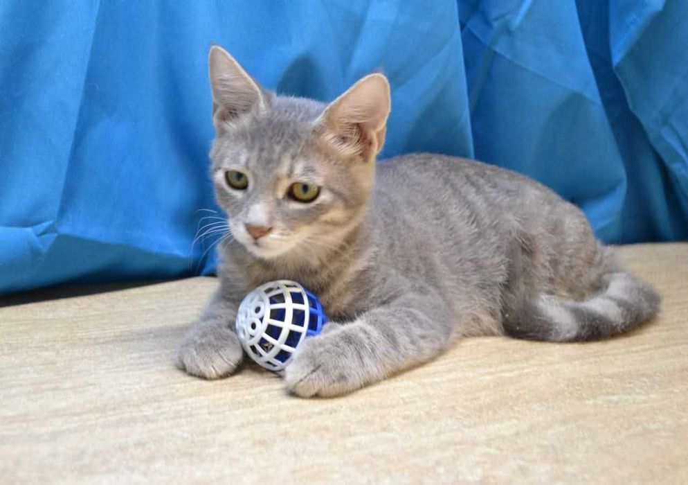 красавец Смоки ищет дом и семью!