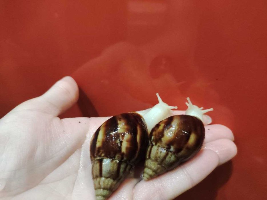 Achatina fulica albino