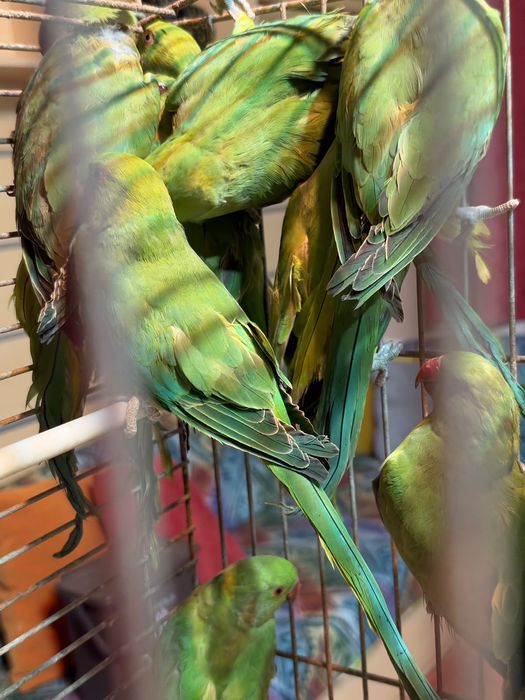 Ring Necks Verdes