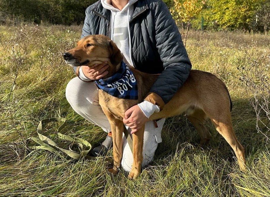 Гончак щукає дім , безкоштовно