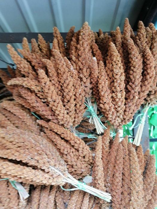 корма для птиц продам