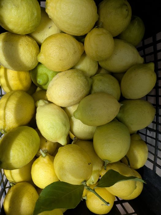 Limão.     a  1€/kg