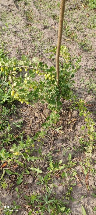 Продам участок 10 сотк "Соловьиная роща"