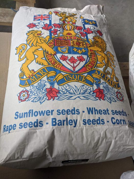 Насіння соняшника JAEGER F 369, канадський гібрид, олійний