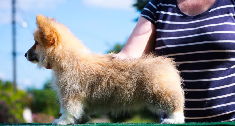 Флафі дівчинка вельш коргі