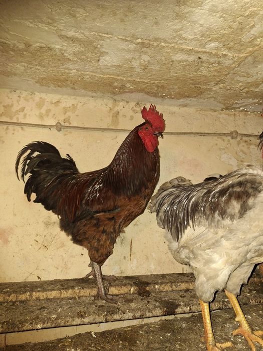Koguty z własnego chowu