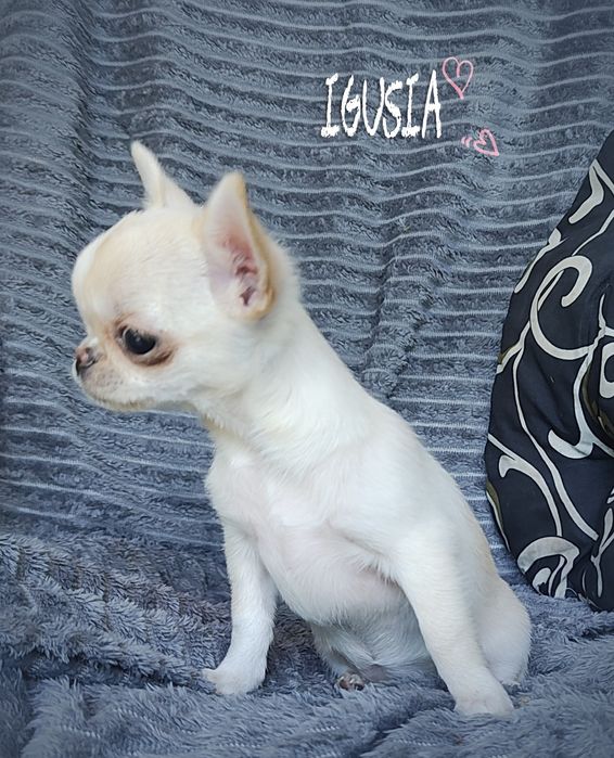 Chihuahua Igusia XS IDEALNA