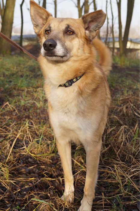 Lisek Fito szuka swojego miejsca na ziemi!