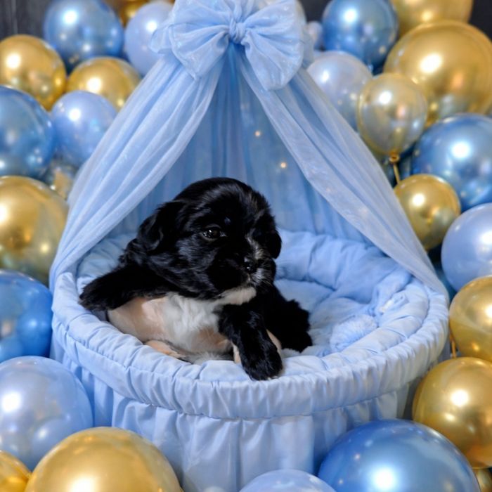 Szczenię Shih tzu piesek z genem blue
