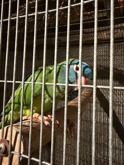 Casal Conures cabeça azul…….