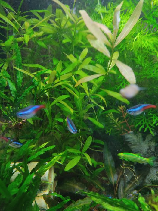 Акваріумні рослини