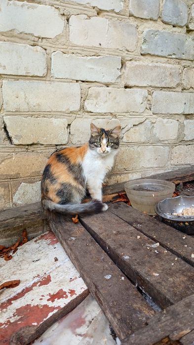 Пушистая трёхцветная котёнок девочка щет дом! котята в хорошие руки