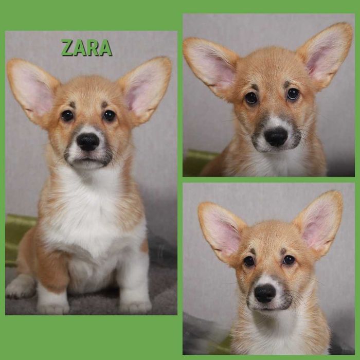 Рыжие девочки корги