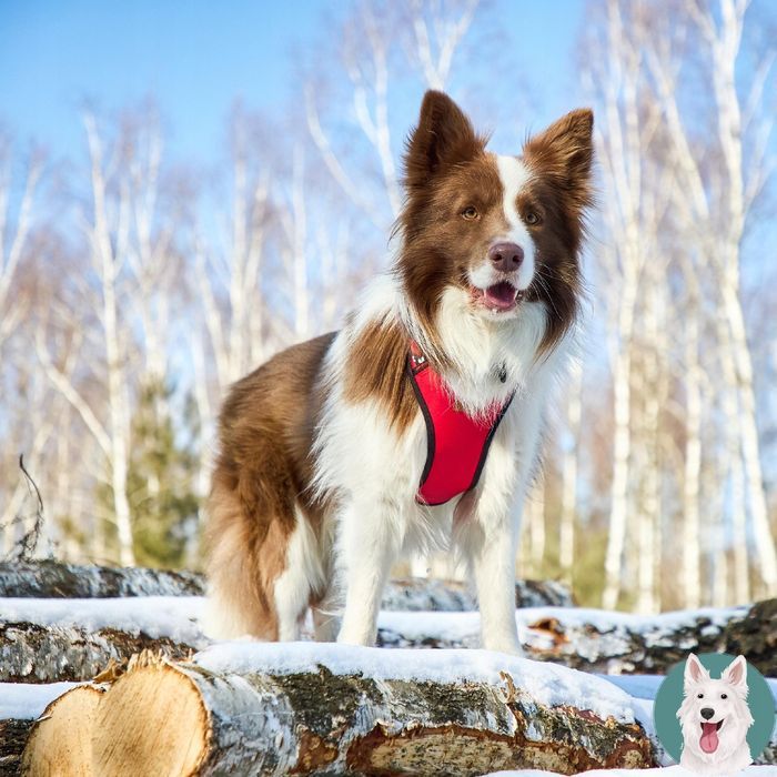 obroża materiałowa dla małego psa jamnik mops terrier s 15 mm kostki