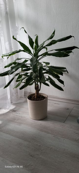 Dracena fragrans golden coast