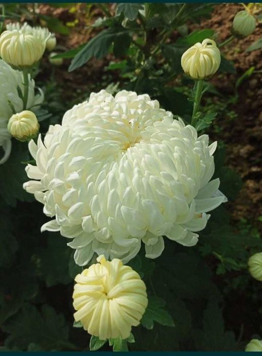 хризантеми одноголові, середньоквіткові та великоквіткові