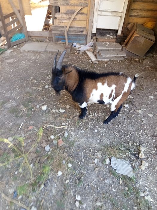Cabra bode anã para venda
