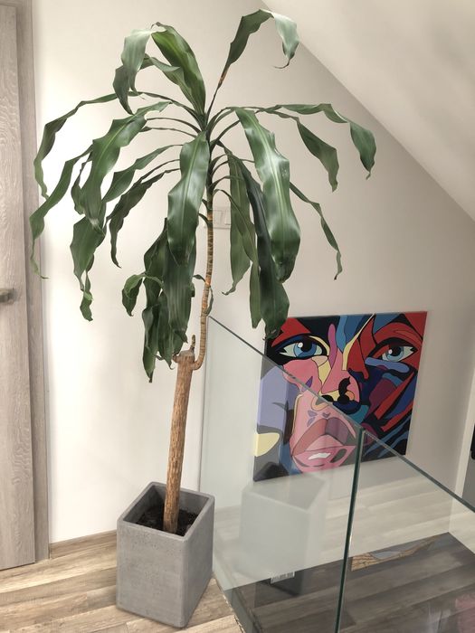 Kwiat yucca 200cm razem z betonowa donica