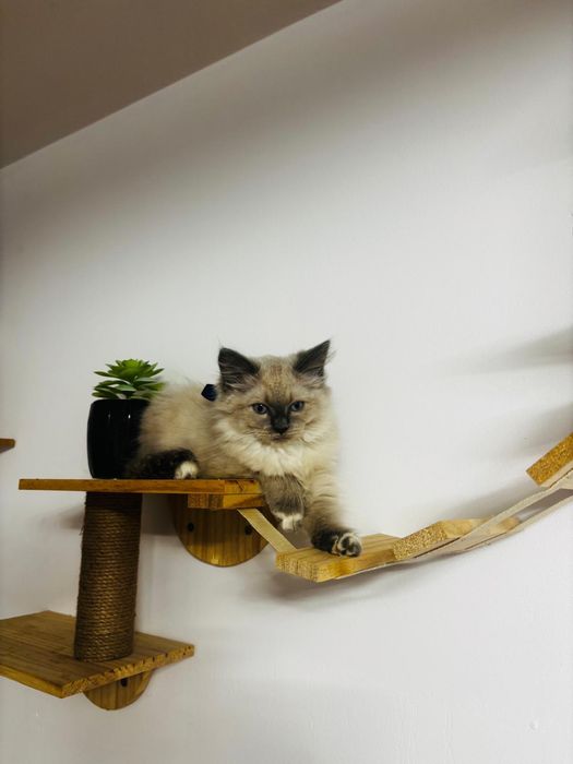 Śliczny Ragdoll z metryką!
