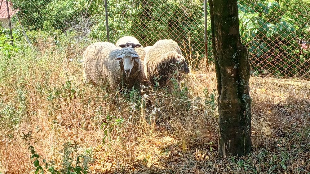 Ovelhas para Venda