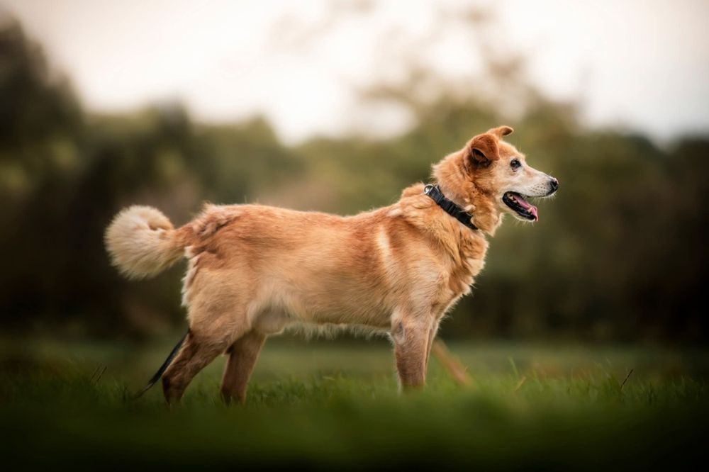 Beżowy puchaty piesek szuka domu