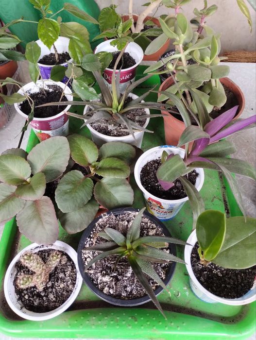 Kрасула,хавортия, гиппеаструм, кактус, фикус Бенджамина