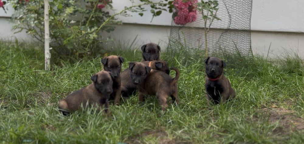 Owczarek belgijski malinois
