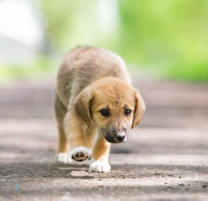 Цуценята безкоштовно