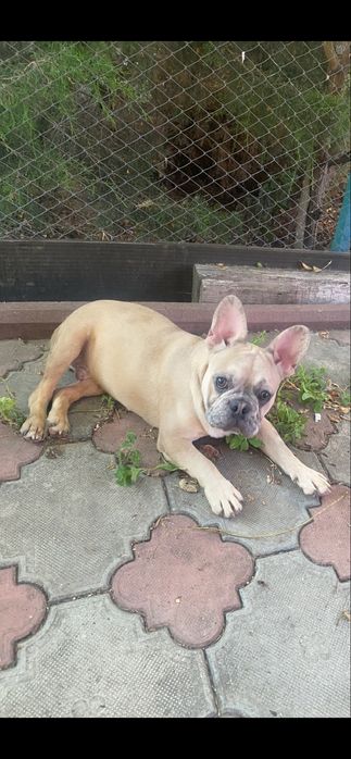 красивый французик внимательно читать обьявление