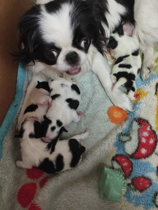 Щенки японского хина