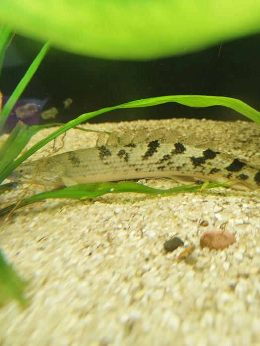 Polypterus delhezi