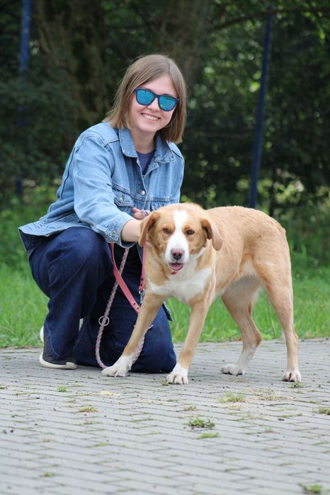 Holly - piękna, delikatna i wrażliwa sunia za kratami