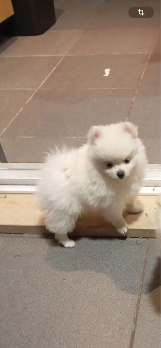 Spitz alemao anao