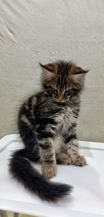 Чарівний котик кошеня мейн-кун