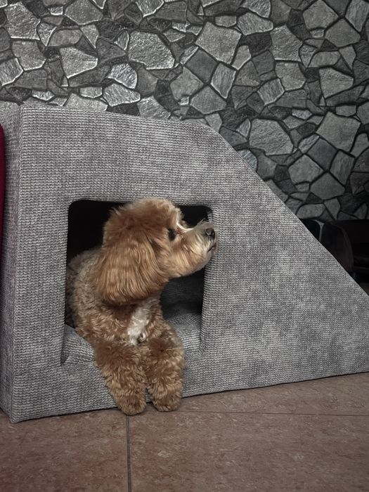 Товари для тварин Будинок лежанка переноска нірка пандус драбина