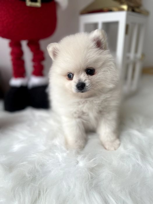 Померанські шпіци — 3 пухнастих друзів шукають новий дім