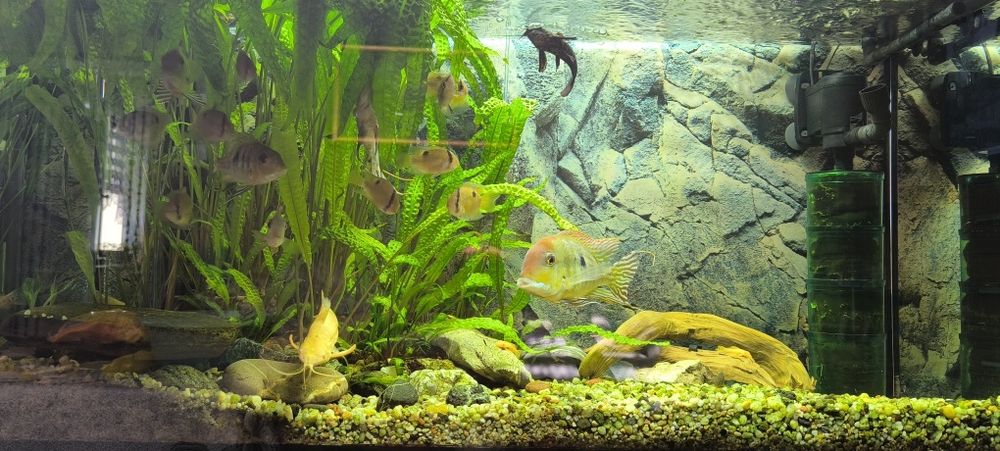 Bocja striata 4 szt