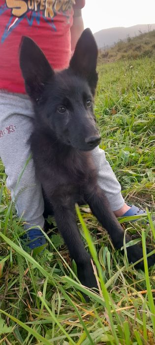 Німецька вівчарка