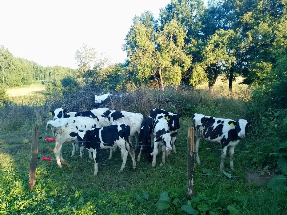 Sprzeda jalówki i byczki