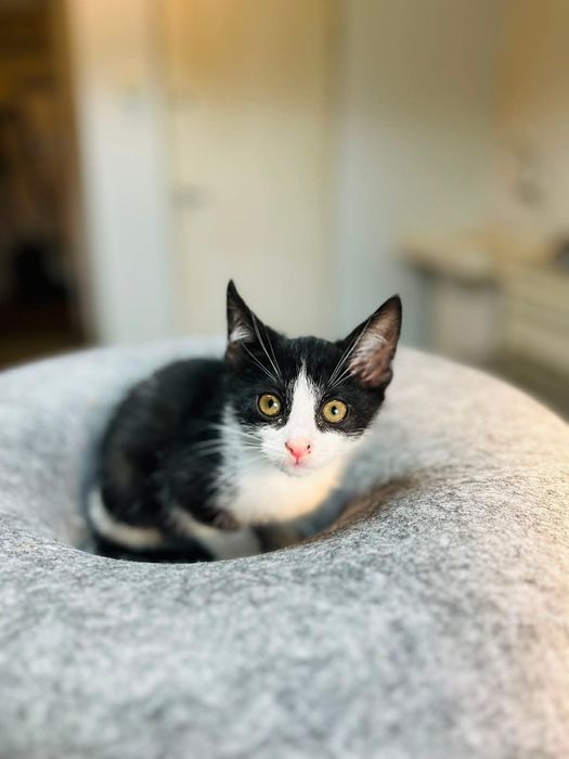 Kinga- mała kotka do adopcji