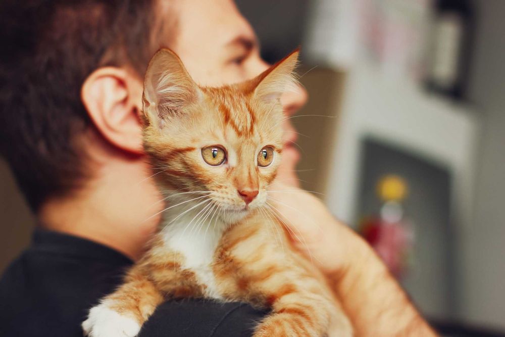 Grzech szuka domu! Fundacja "Stawiamy na Łapy"