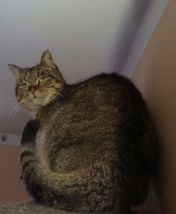 Marcysia potrzebuje domku