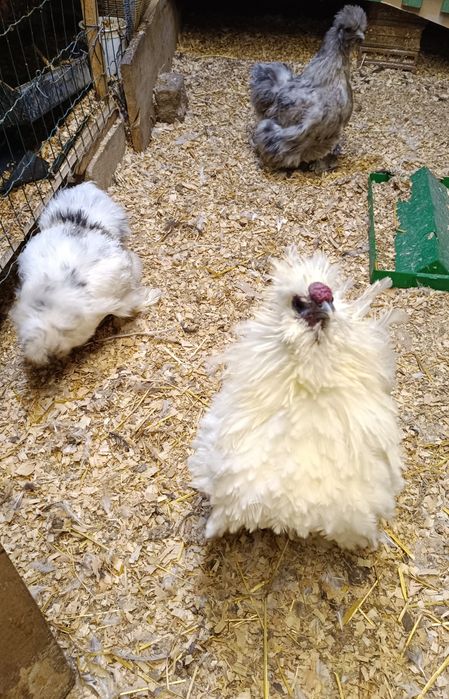 Lote sedosas do Japão