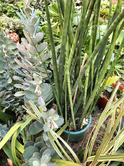 Espada de São Jorge