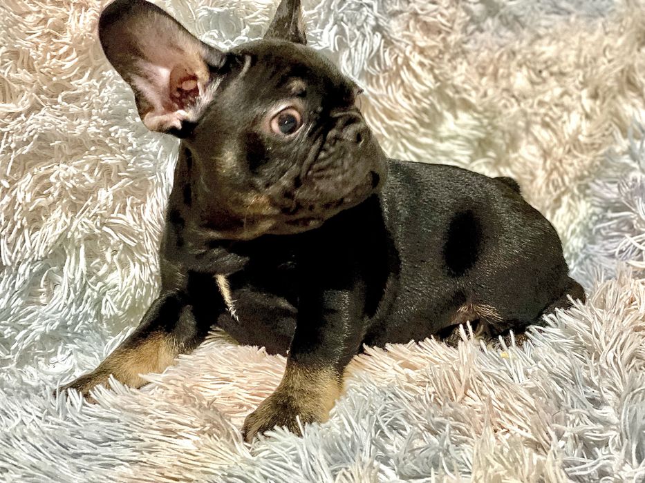 Цуценята французького бульдога – лілові та блакитні мерлі, чорні